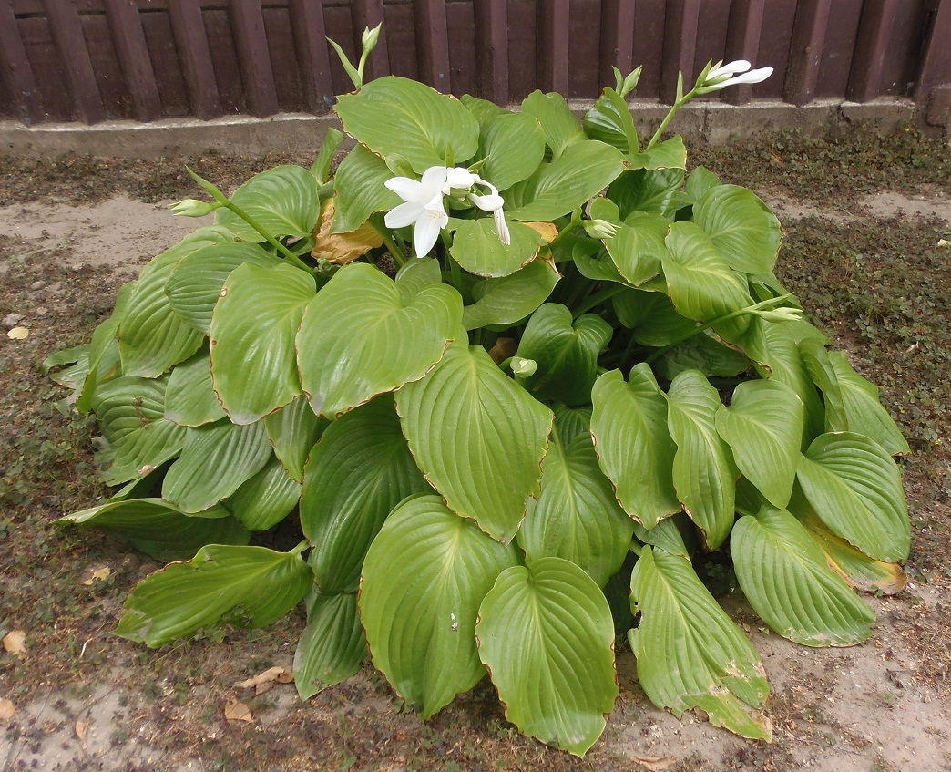Изображение особи Hosta plantaginea.