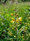 Lysimachia vulgaris