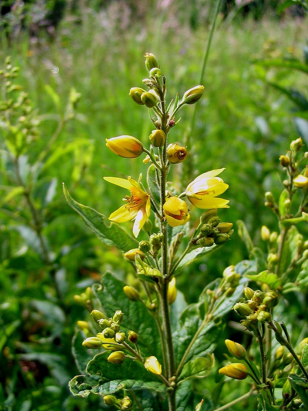 Изображение особи Lysimachia vulgaris.