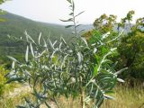 Linaria genistifolia. Растение на обочине горной дороги. Краснодарский край, Абинский р-н, окр. ст. Шапсугская, известняковый карьер. 18.08.2013.