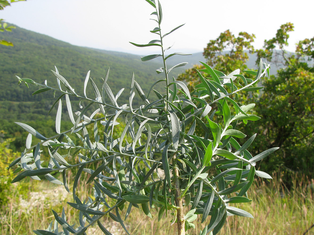 Изображение особи Linaria genistifolia.