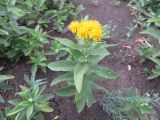 Inula germanica