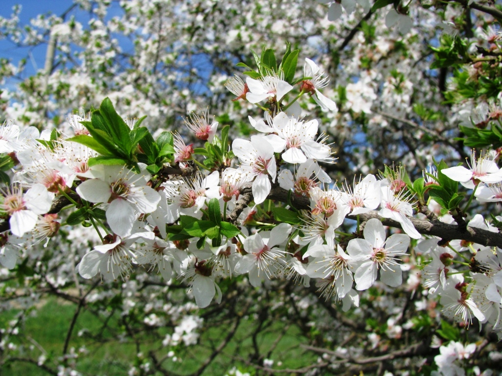 Image of Prunus cerasifera specimen.