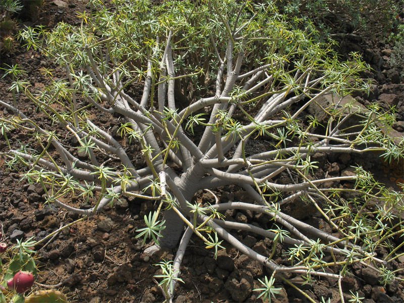 Изображение особи Euphorbia lamarckii.