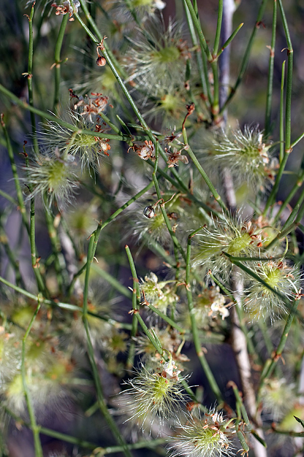 Image of genus Calligonum specimen.