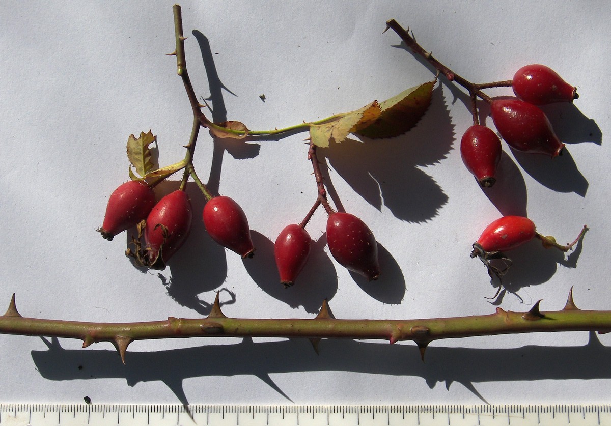 Изображение особи Rosa canina var. hispida.