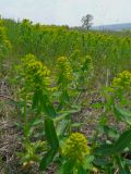 Euphorbia agraria