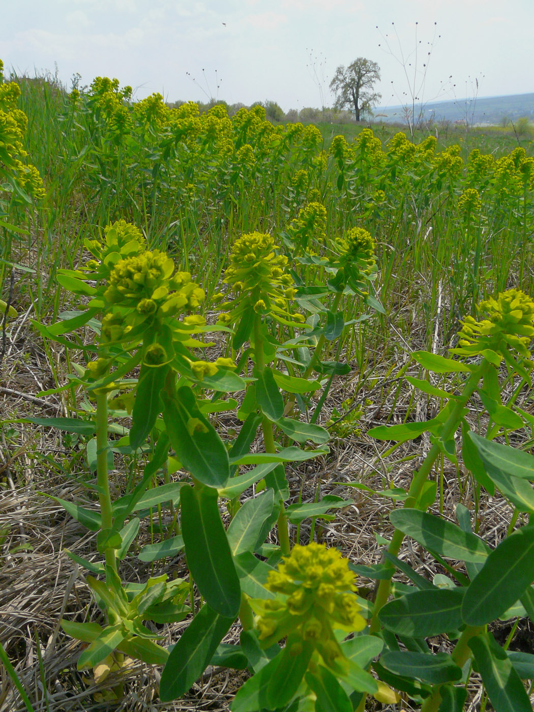 Изображение особи Euphorbia agraria.