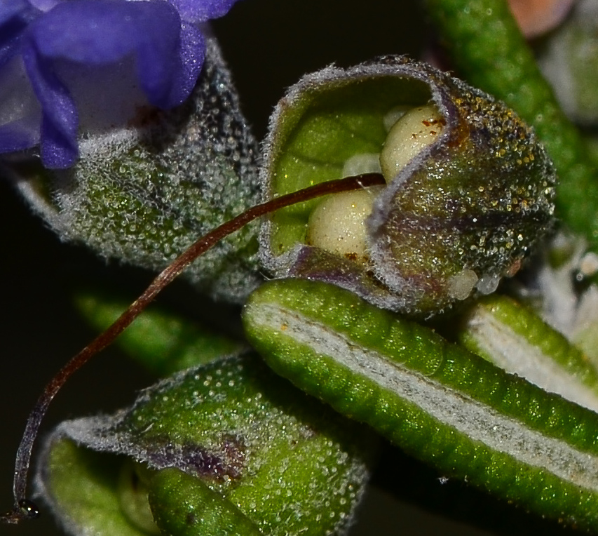 Image of Rosmarinus officinalis specimen.