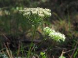 Laserpitium hispidum