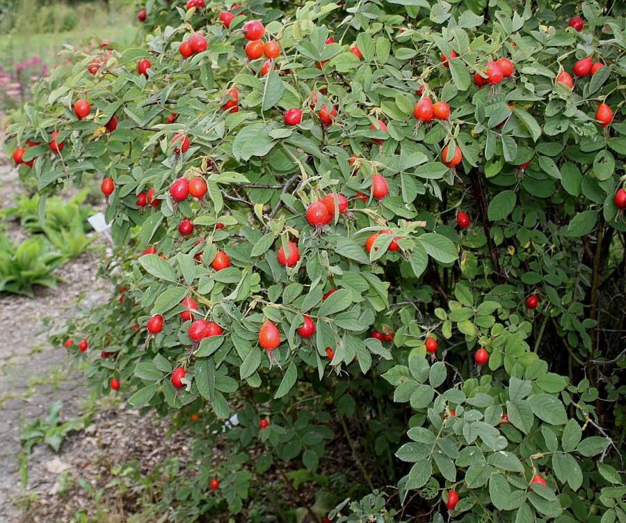 Image of Rosa villosa specimen.