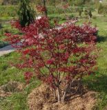 Acer palmatum