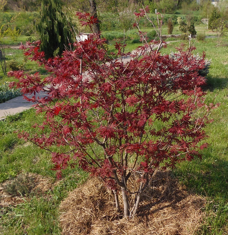 Image of Acer palmatum specimen.