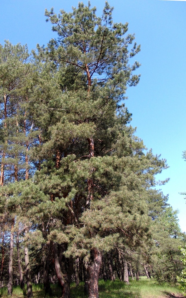 Изображение особи Pinus sylvestris.