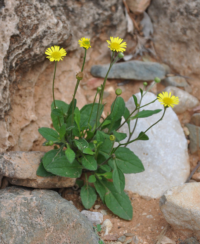 Изображение особи Pulicaria diversifolia.