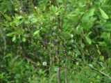 Betula nana
