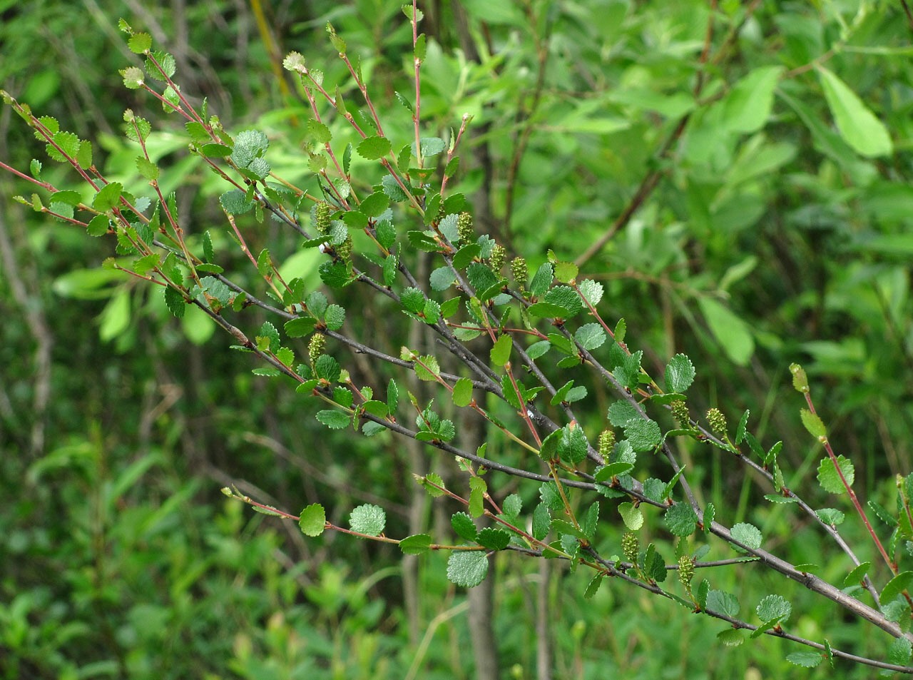 Image of Betula nana specimen.