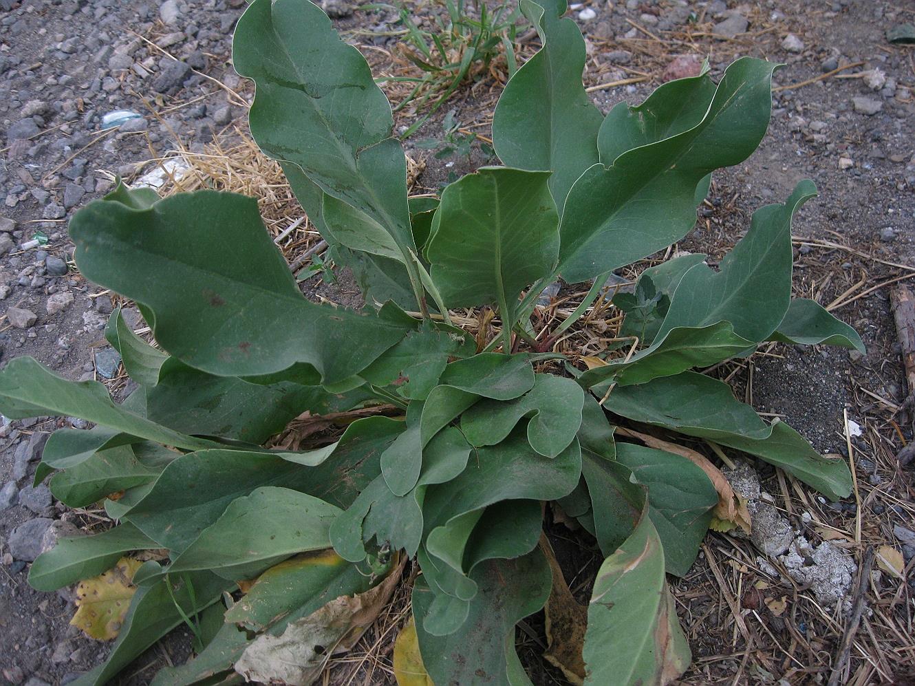 Изображение особи Limonium scoparium.