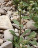 Reseda urnigera. Цветущее растение. Израиль, впадина Мёртвого моря, окр. Эйн-Геди, каменистая пустыня вблизи дороги. 18.03.2014.