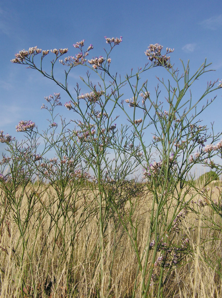 Изображение особи Limonium sareptanum.