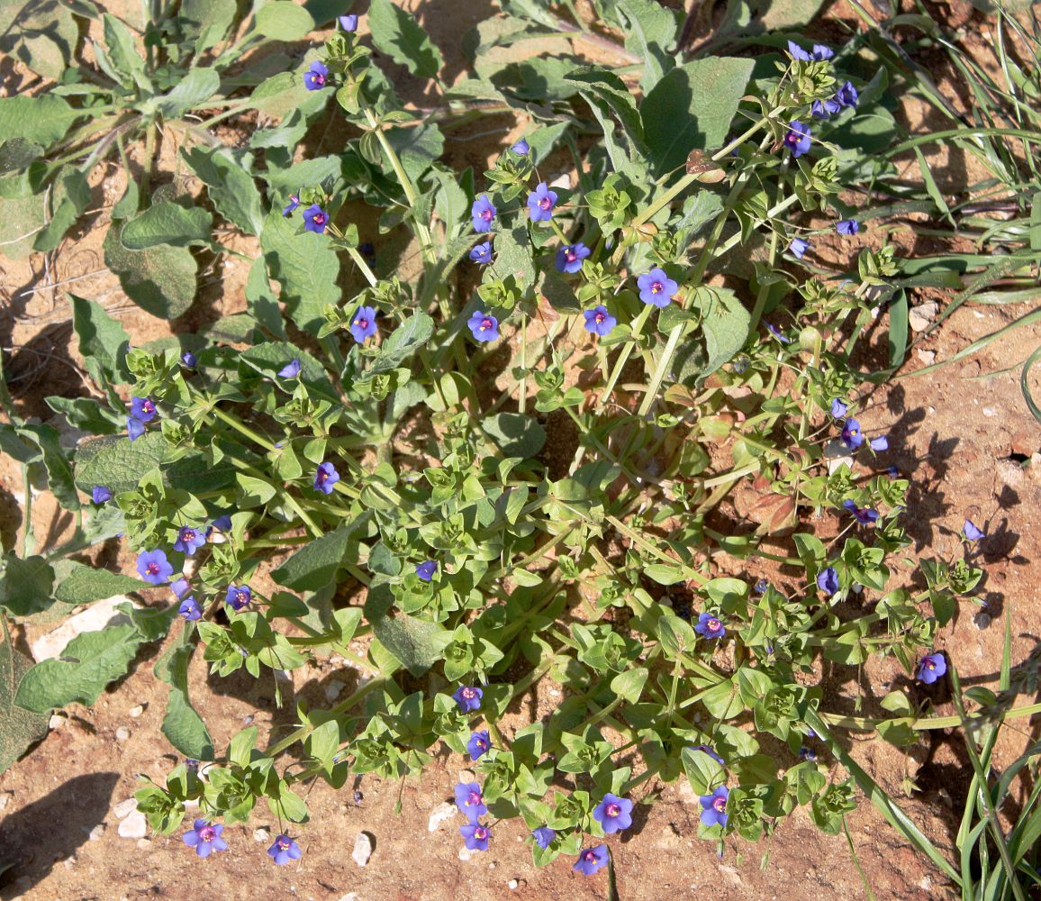 Изображение особи Anagallis arvensis.