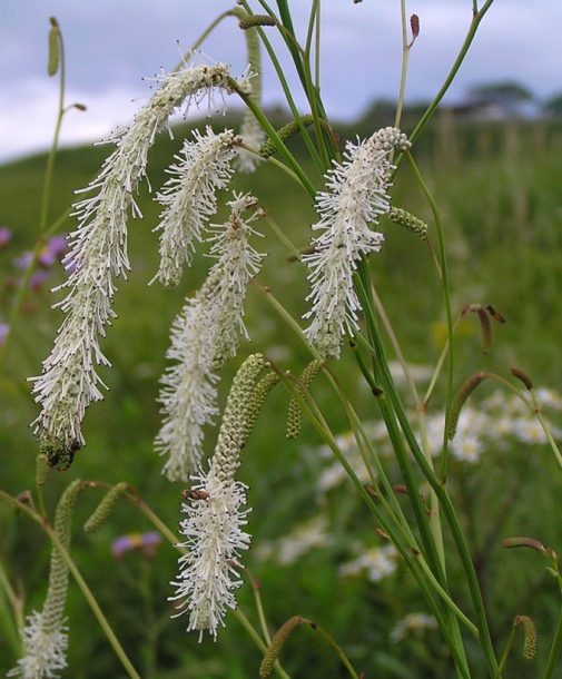 Изображение особи Sanguisorba parviflora.