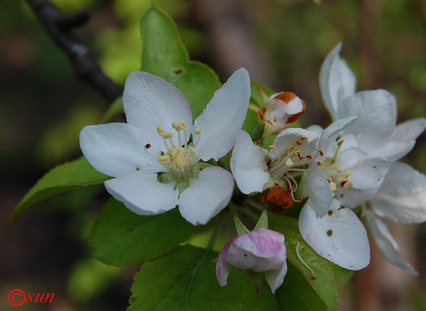 Изображение особи Malus sylvestris.