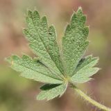 Potentilla astracanica. Нижний лист. Ростовская обл., Неклиновский р-н, Николаевское с/п, балка. 07.05.2014.