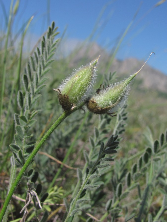 Изображение особи Astragalus reduncus.