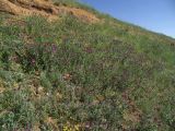 Echium amoenum. Аспект цветущих растений. Азербайджан, Лерикский р-н, окр. Лерика. 03.05.2014.