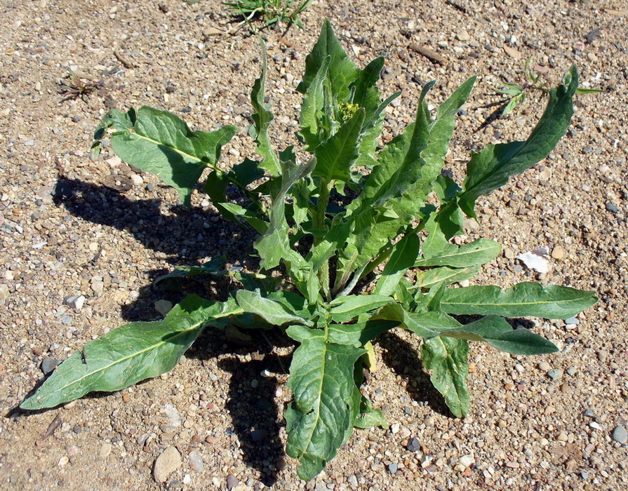 Image of Bunias orientalis specimen.