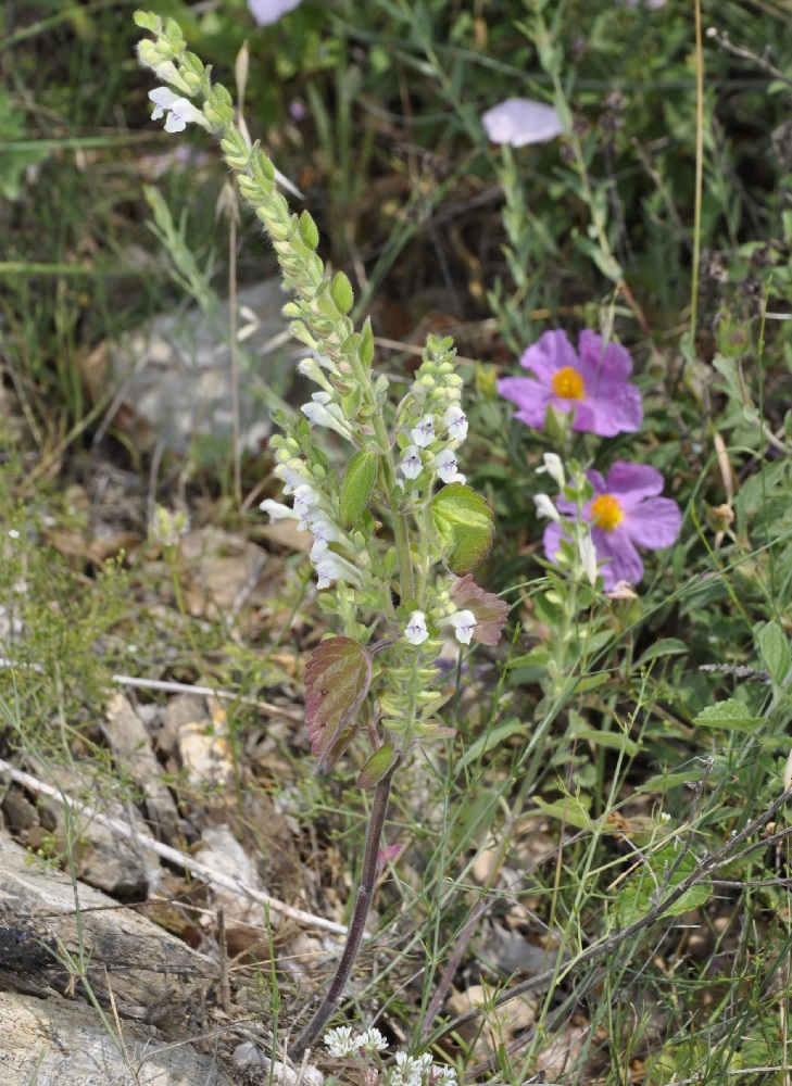 Image of Scutellaria albida specimen.