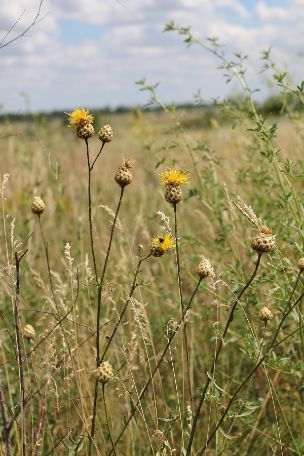 Image of Centaurea orientalis specimen.