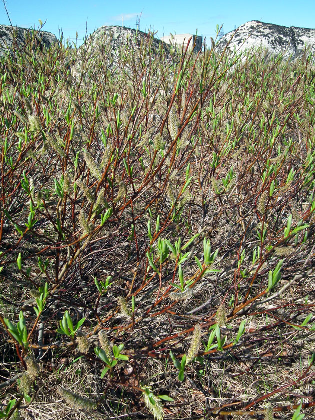 Изображение особи Salix phylicifolia.