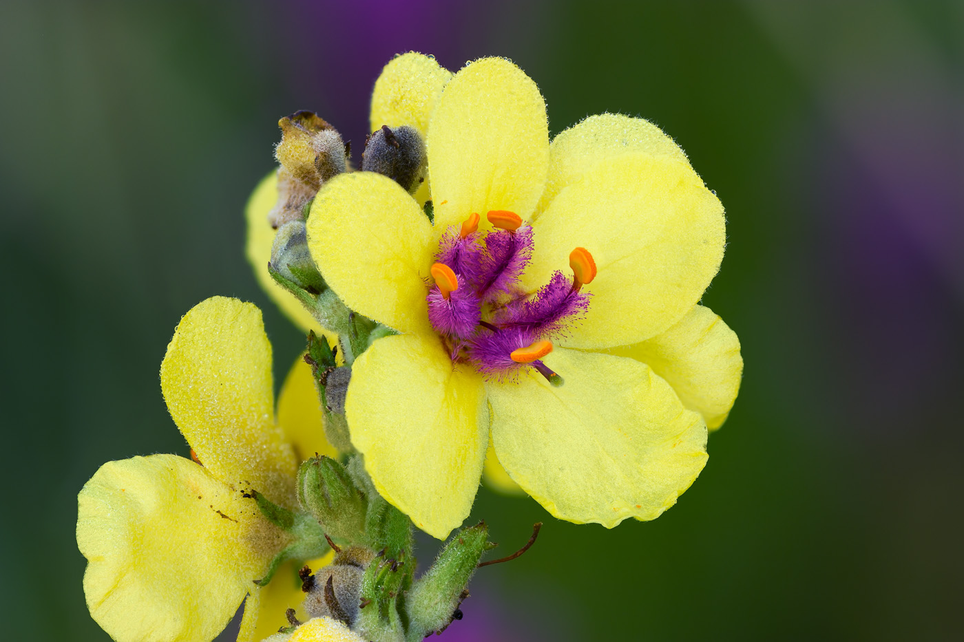 Изображение особи Verbascum marschallianum.