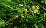 Carex vulpina