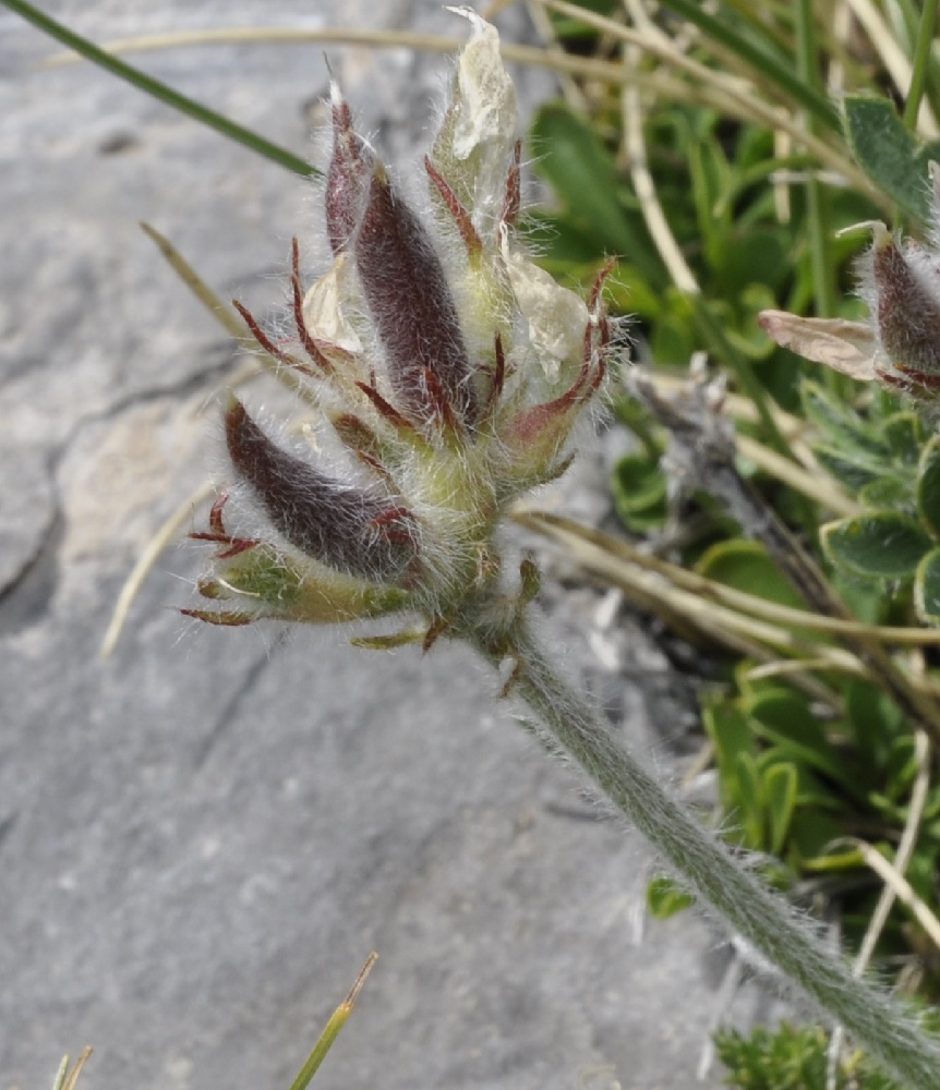 Изображение особи Oxytropis purpurea.