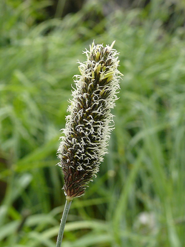 Image of Alopecurus arundinaceus specimen.