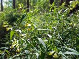 Melampyrum pratense. Цветущие растения. Тверская обл., Кимрский р-н, окр. дер. Устиново, опушка смешанного леса возле болота. 19.07.2014.