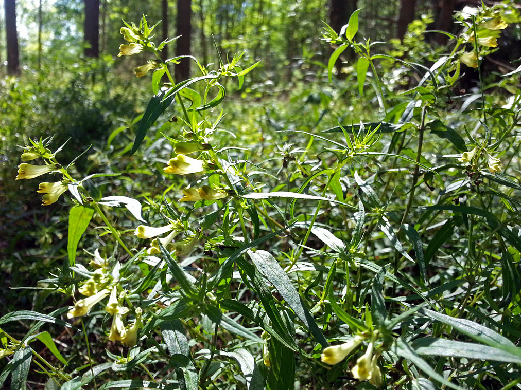 Image of Melampyrum pratense specimen.