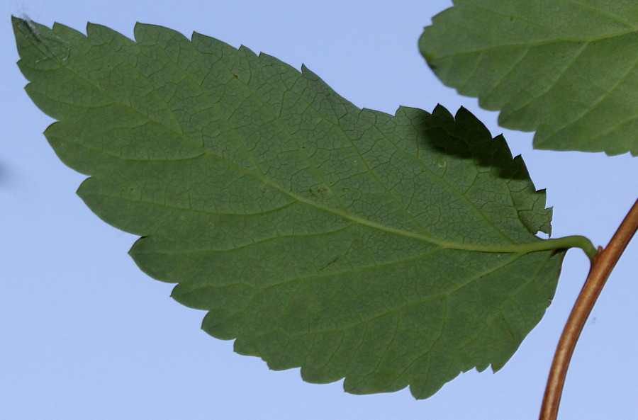 Изображение особи Neillia sinensis.