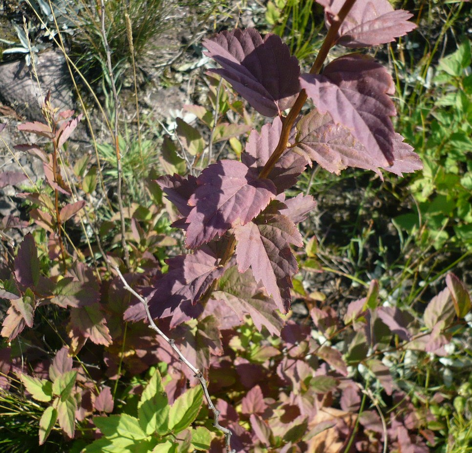 Изображение особи Spiraea chamaedryfolia.