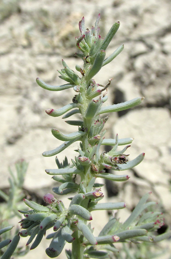 Image of Suaeda salsa specimen.