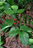 Rubus saxatilis. Плодоносящее растение. Московская обл., Истринский р-н, Павловская слобода. 19.07.2007.