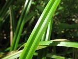 Scirpus sylvaticus. Части листьев, сложенных в виде характерной \"буквы М\". Украина, г. Киев, лес на восточной окраине, болото. 29.08.2014.