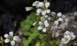 Saxifraga sibirica