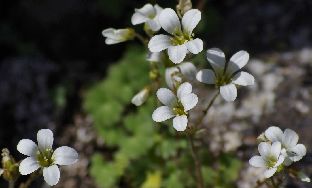 Image of Saxifraga sibirica specimen.