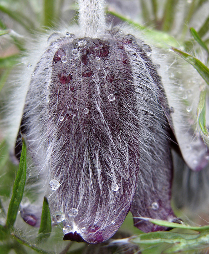 Image of Pulsatilla bohemica specimen.