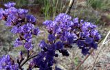 Limonium gmelinii