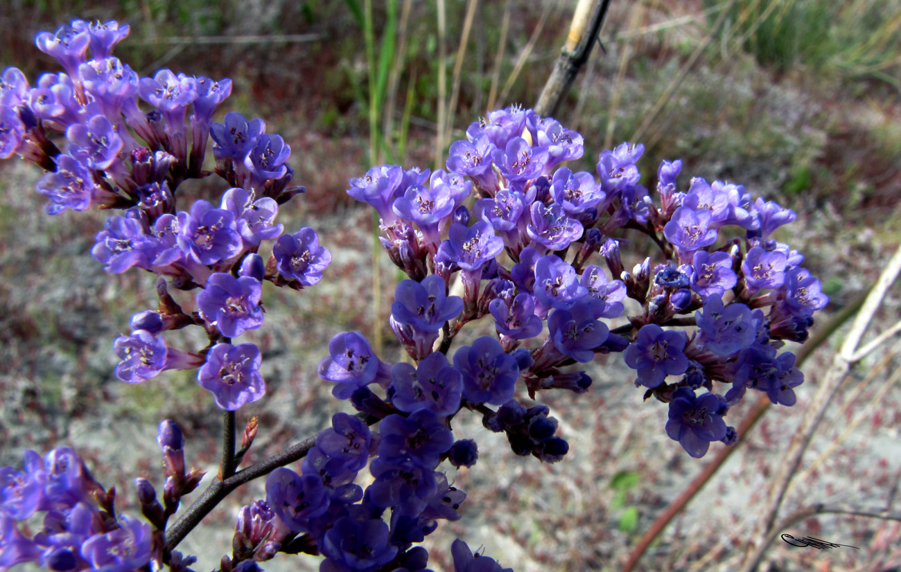 Изображение особи Limonium gmelinii.